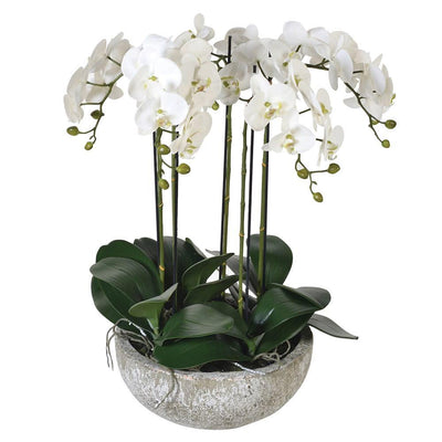 Large white Orchid in stone look pot – The Irish Country Home